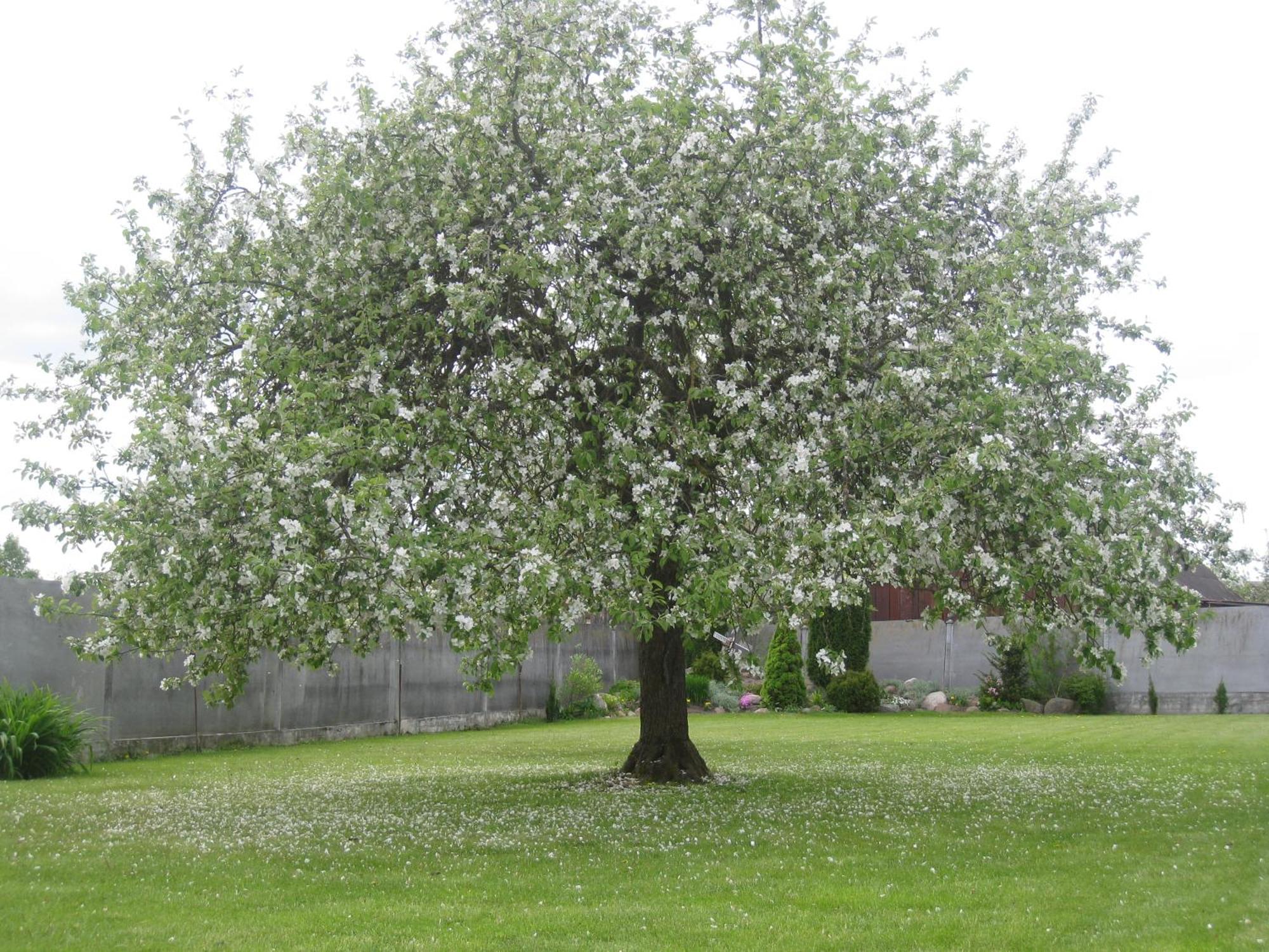 Stasio Balseviciaus Homestead Raudonė Kültér fotó
